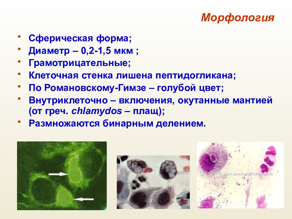 Хламидии микробиология презентация