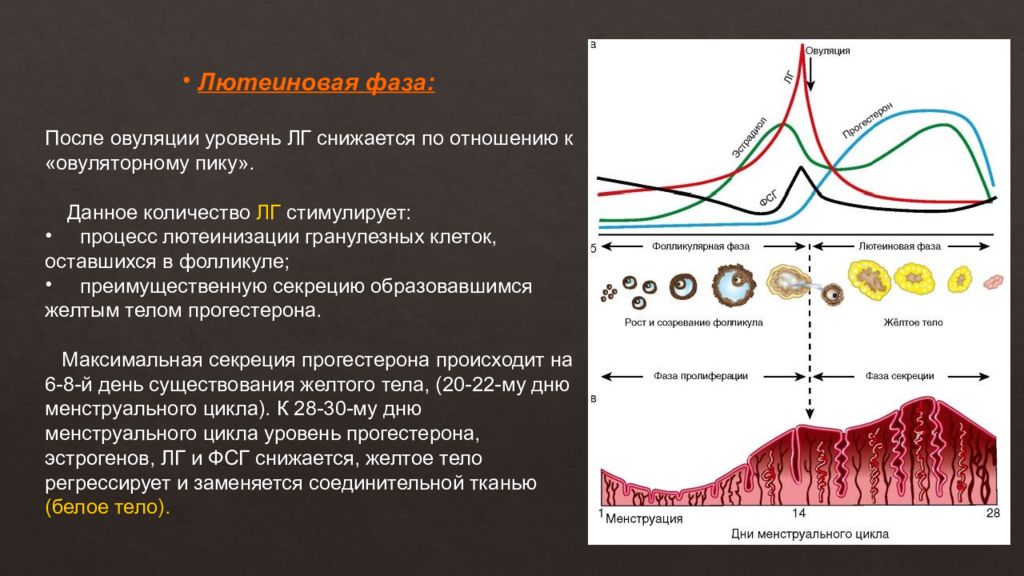 Физиология менструационного цикла презентация