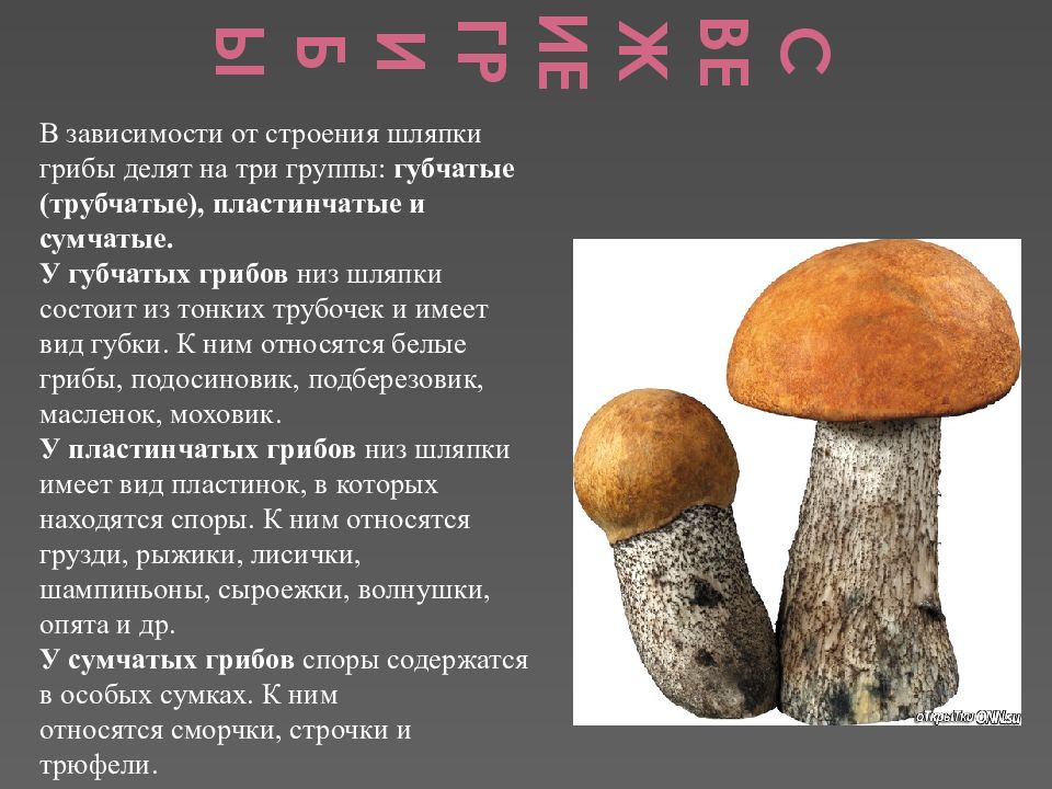 К какому веществу относятся грибы. Классификация грибов трубчатые пластинчатые. Типы грибов трубчатые пластинчатые. Шляпочные грибы сумчатые грибы. Пластинчатые грибы подосиновик.