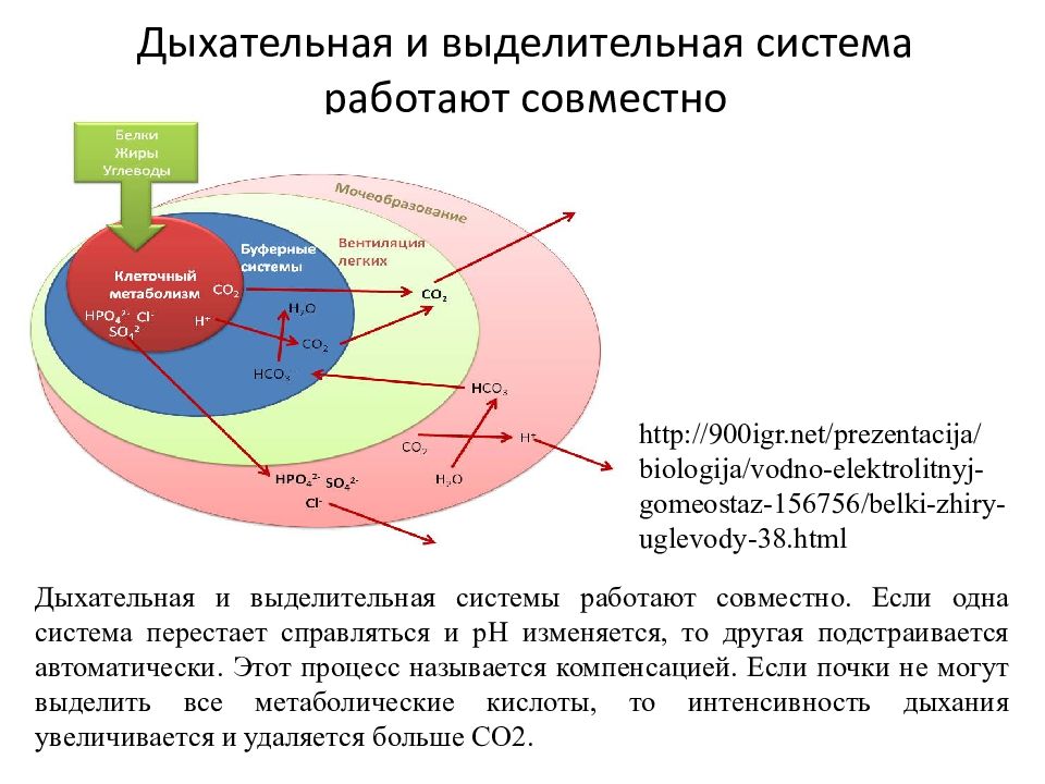 Кислотно основное состояние презентация