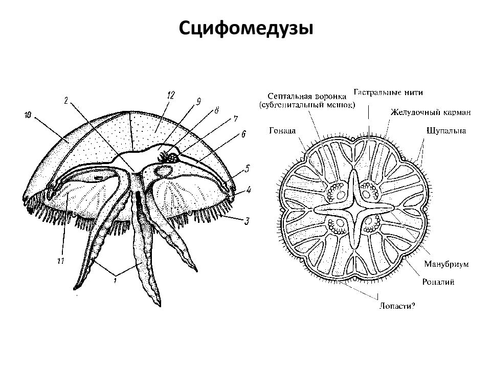 Медуза рисунок биология