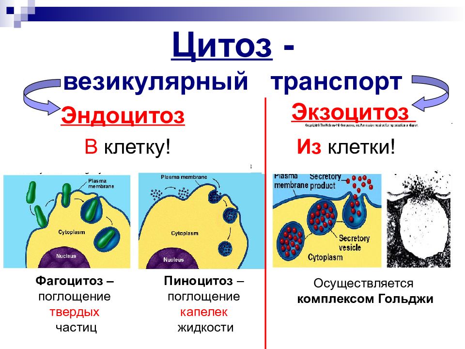 Фагоцитоз захват клеткой. Фагоцитоз клетки. Этапы эндоцитоза и экзоцитоза. Фагоцитоз эукариот. Фагоцитоз и пиноцитоз прокариотов и эукариотов.