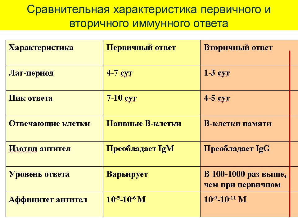 Схема первичный и вторичный иммунный ответ