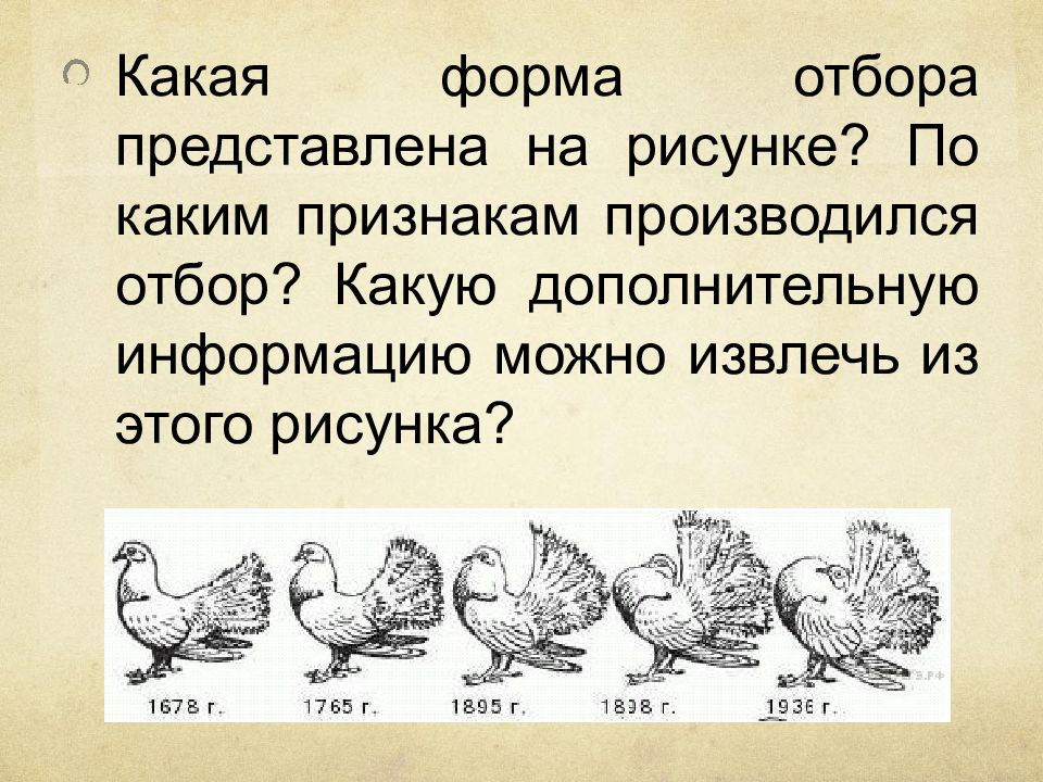 Какая форма отбора представлена на рисунке по каким признакам производился отбор голуби