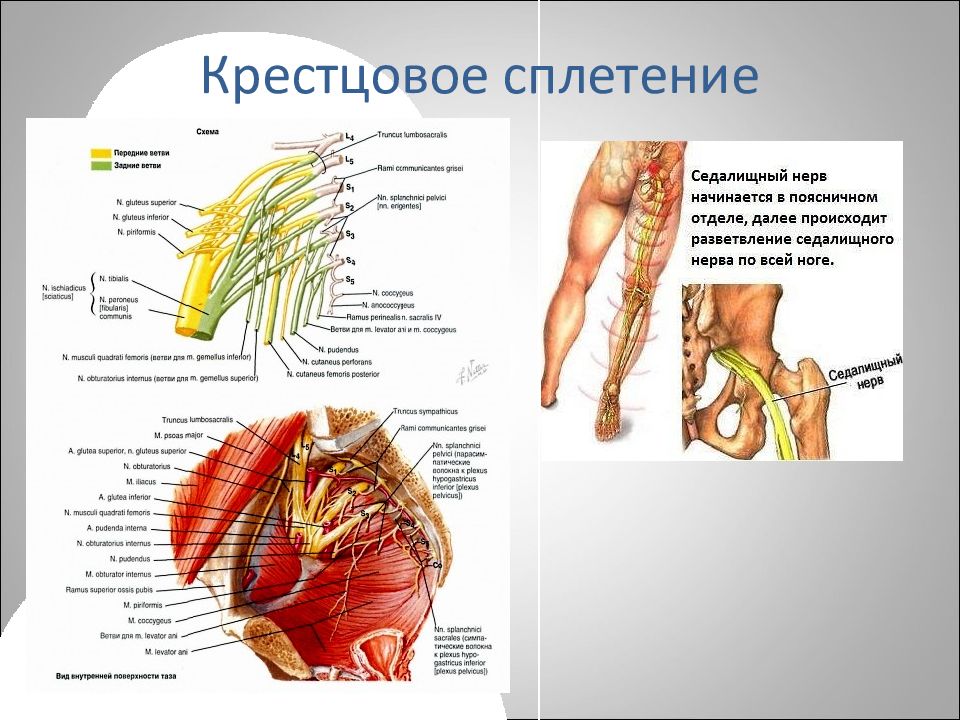 Крестцовое сплетение презентация