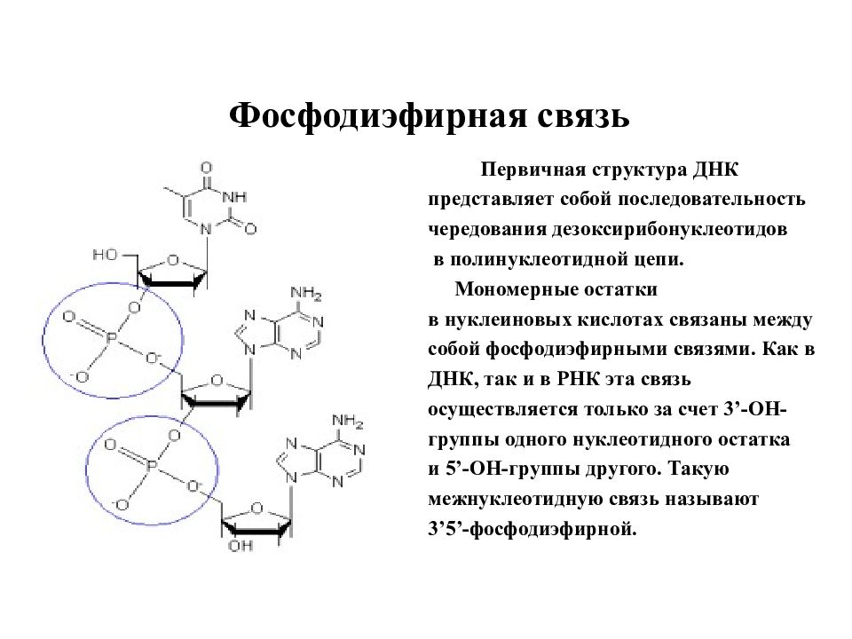 Водородная связь в нуклеотиде днк. Фосфодиэфирная связь между нуклеотидами. Первичная структура РНК. Фосфодиэфирная связь в нуклеиновых кислотах. Фосфодиэфирная связь между нуклеотидами в ДНК?.