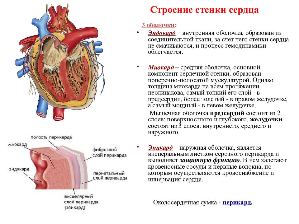 3 околосердечная сумка. Строение сердца 3 слоя. Строение и функции эндокарда. Строение сердца строение стенки клапаны. Строение сердца перикард миокард.