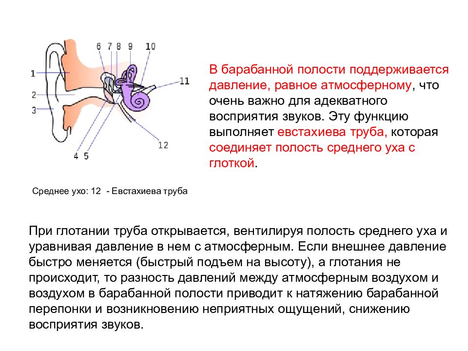 Особенности строения слуховой трубы какую функцию выполняет. Евстахиева труба функции. Слуховая труба среднего уха функции. Механизм уравновешивания давления воздуха на барабанную перепонку.