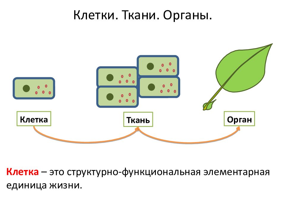 Клетка ткань орган. Курс ботаники. Рост клеток растений какая область ботаники.