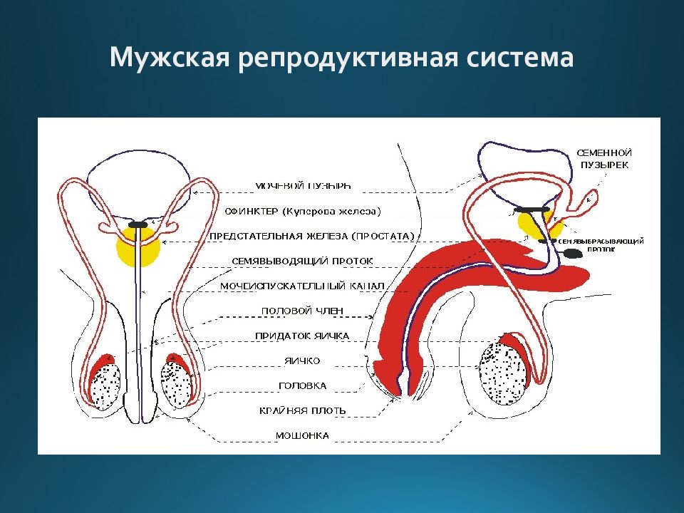 Репродуктивная система презентация