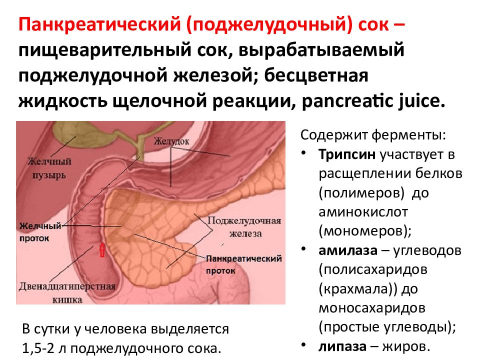 Крупные железы пищеварительного тракта. Строение желудочной железы.