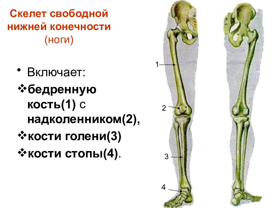 К скелету свободных конечностей относятся. Костный скелет свободной нижней конечности. Кости нижних конечностей человека анатомия. Кости скелета свободной нижней конечности человека. Строение нижней конечности.