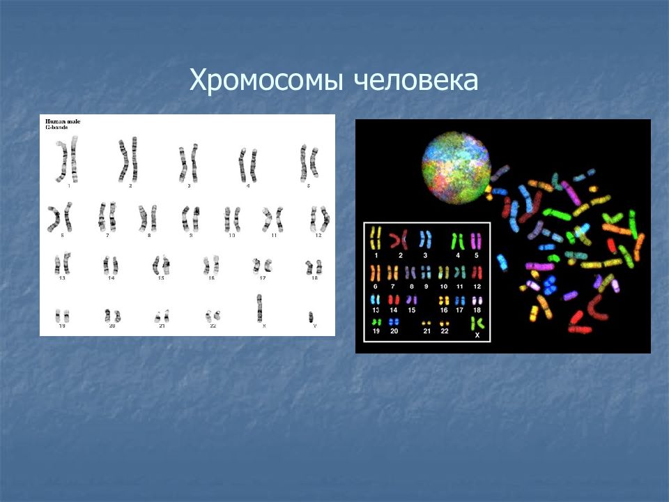 Ядрышко хромосомы. Хромосомы человека. Хромосомы в ядре. Набор хромосом человека равен. Ядро ядрышко хромосомы кариотип.