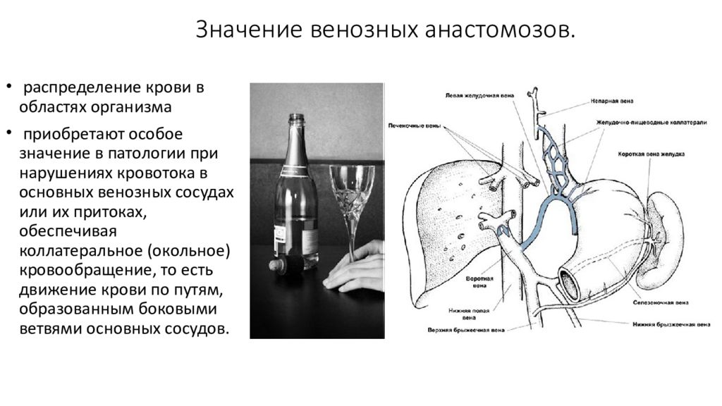 Обозначить вены. Значение венозных анастомозов. Подключично легочный анастомоз. Лимфовенозный анастомоз. Значение сосудистых анастомозов.