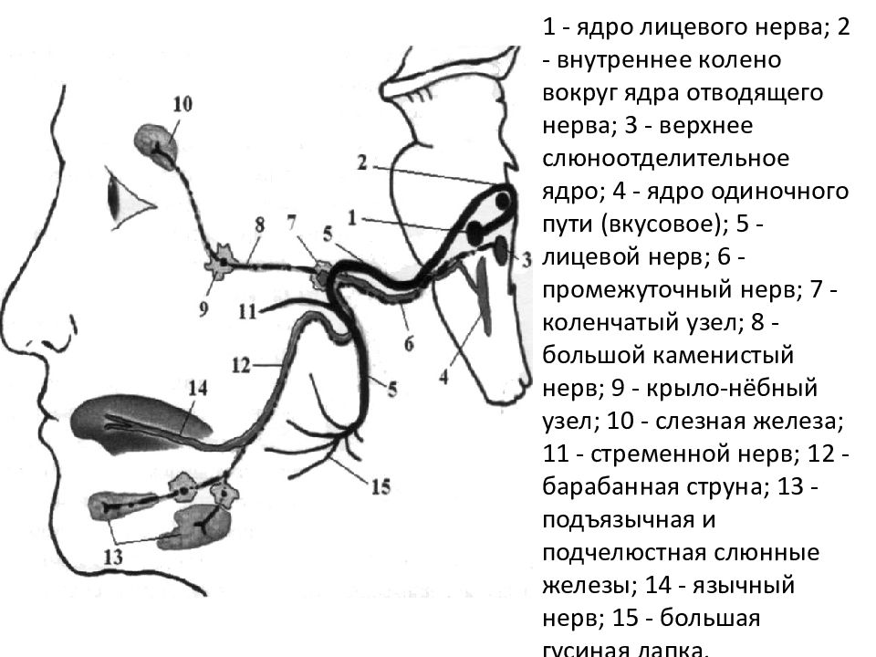 Презентация на тему лицевой нерв