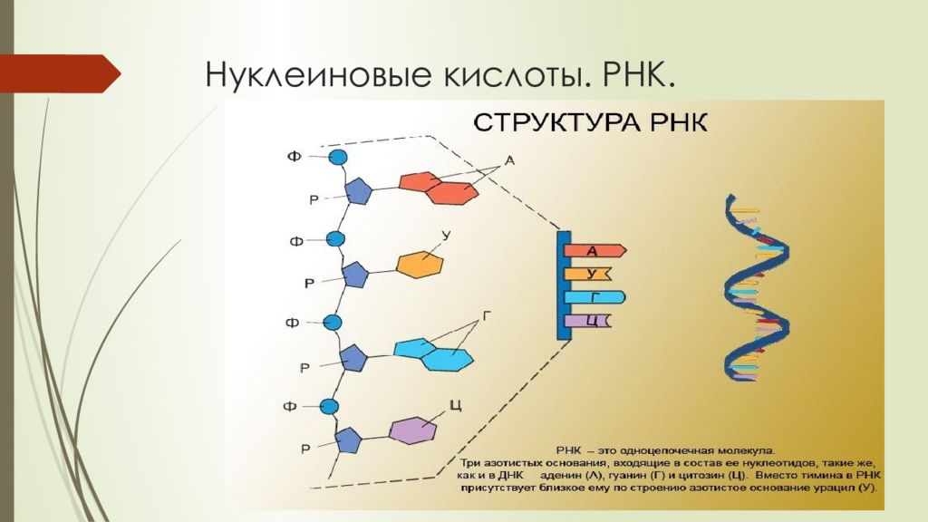 Молекула информационной рнк. РНК рибонуклеиновая кислота. Цепь РНК строение. Рибонуклеиновая кислота РНК её строение. Рибонуклеиновая кислота РНК строение.