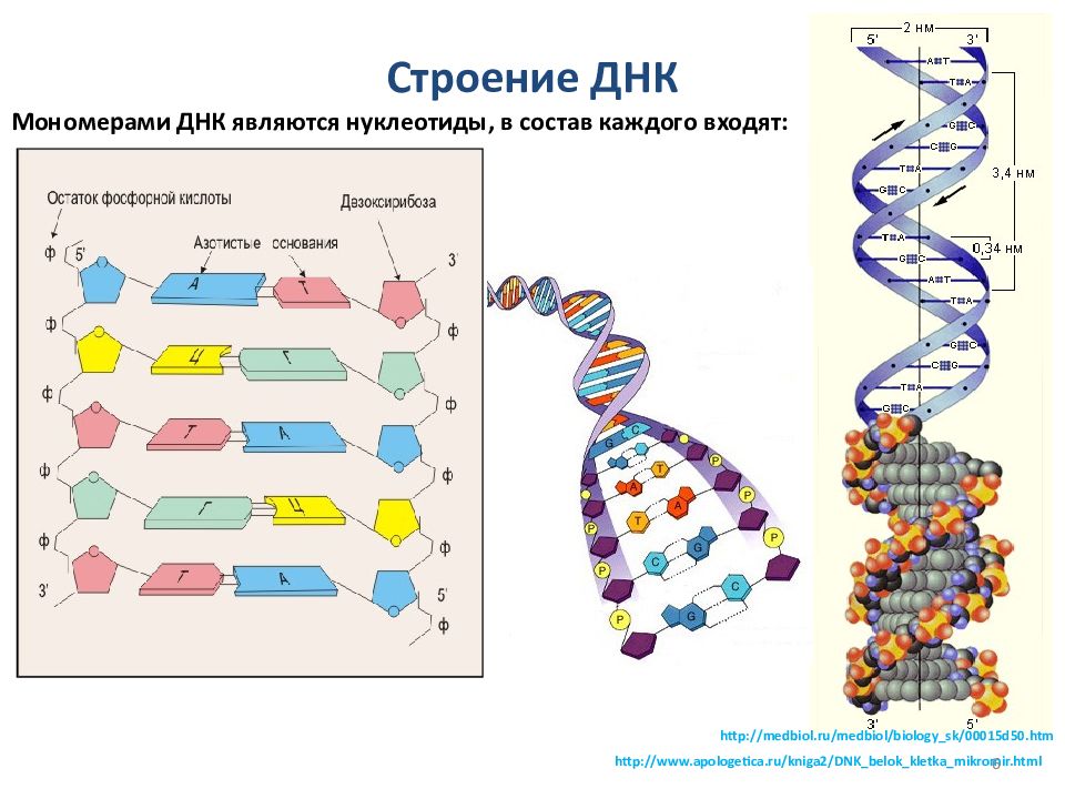 Нарисуйте схему структуры двухцепочечной молекулы днк