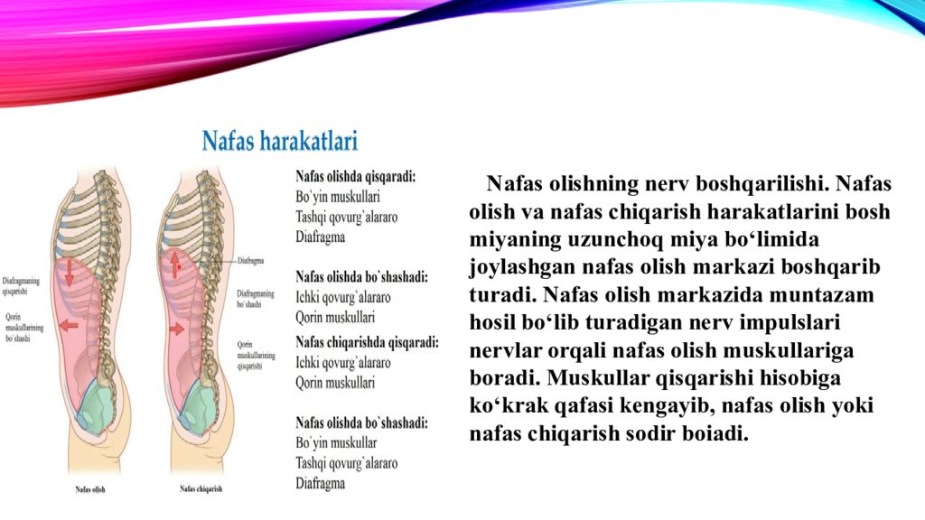 nafas olishning boshqarilishi. Nafas olish organlari kasalliklari nafas olishning boshqarilishi. Nafas olish organlari kasalliklari