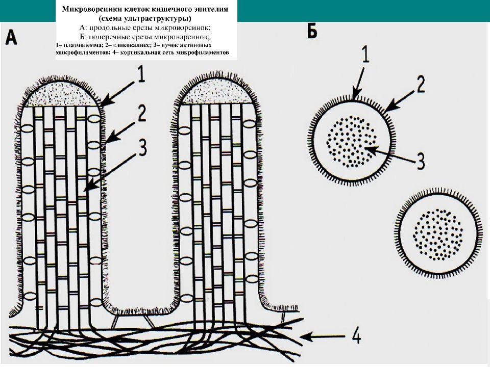 Клетки кишечника. Поперечный срез микроворсинки. Строение микроворсинки гистология. Строение поперечного среза микроворсинки. Микроворсинки клеток кишечного эпителия.