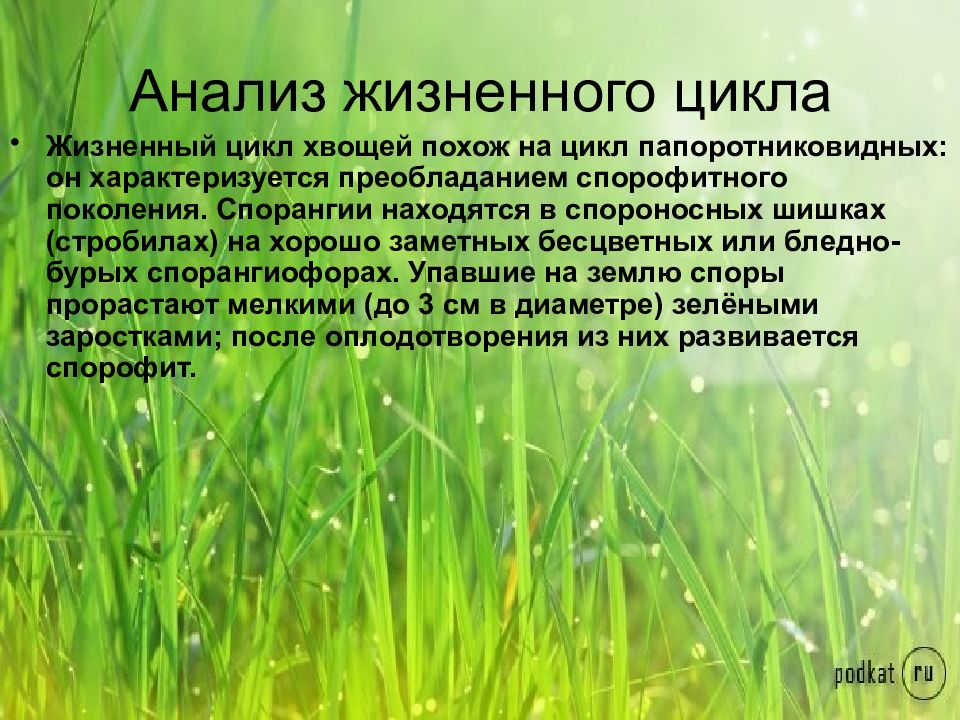 Анализ жизненного. Цикл хвоща. Жизненный цикл хвоща. Цикл развития хвоща. Жизненный цикл хвоща полевого.