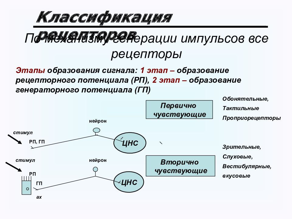 Основные свойства рецепторов это. Механизм возникновения рецепторного потенциала. Рецепторный потенциал физиология. Рецепторы классификация рецепторов. Рецепторы их классификация физиология.