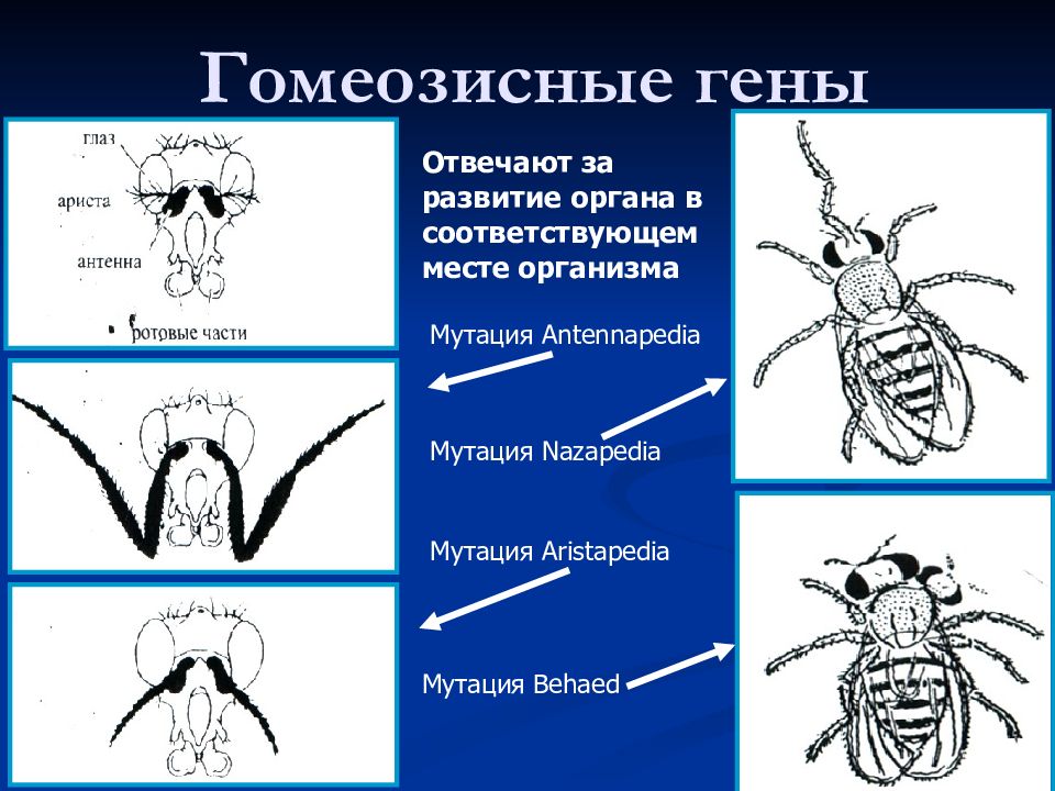 Гену ответь