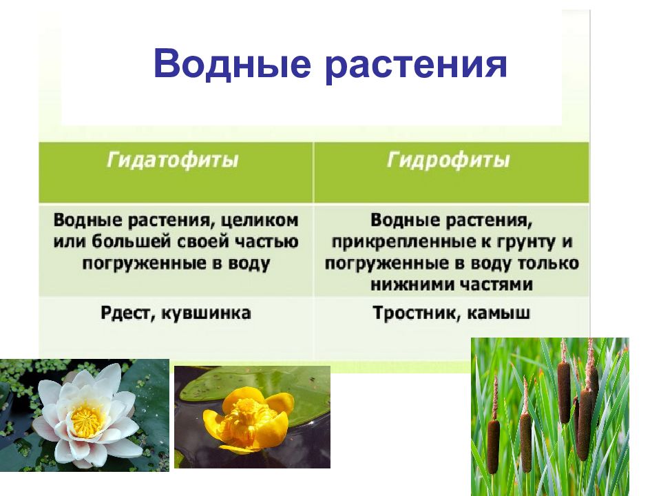 Экологическая группа гидрофиты. Гидрофиты и Гидатофиты. Растения Гидатофиты гидрофиты гигрофиты мезофиты. Гидатофиты водные растения. Гидатофиты адаптации.