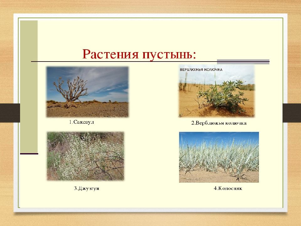 Презентация животный мир россии 8 класс география. Растительный мир России презентация.