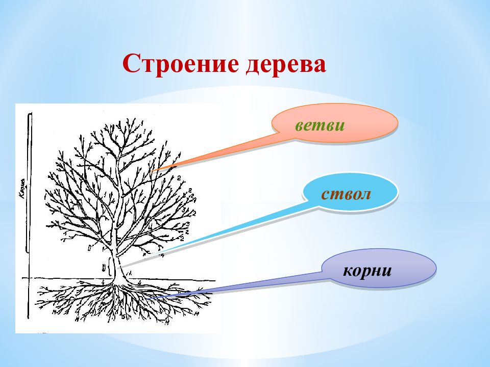 Строение дерева. Строение ветки дерева. Строение дерева : ствол, корень. Строение ветви.