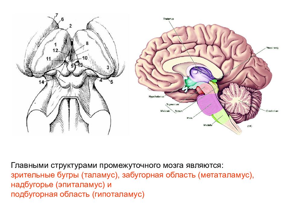 Таламус и гипоталамус какой отдел мозга. Таламус гипоталамус эпиталамус метаталамус. Промежуточный мозг (таламическая область) таламус. Промежуточный мозг таламус гипоталамус эпиталамус. Промежуточный мозг анатомия метаталамус.