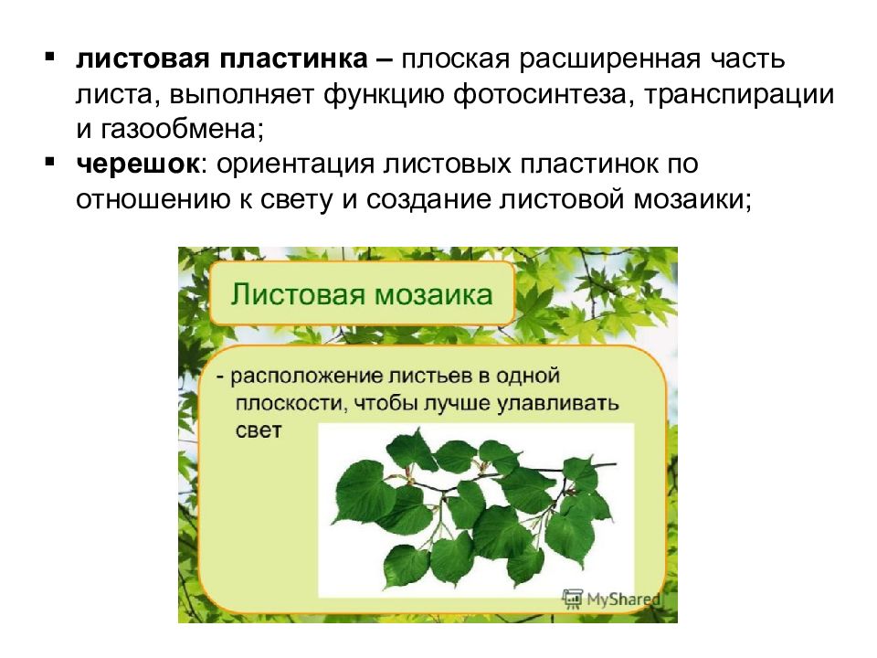 Какой орган растения выполняет функцию фотосинтеза. Строение листа фотосинтез. Листовая пластинка строение и функции. Листовая мозаика. Приспособление к фотосинтезу листовая мозаика.