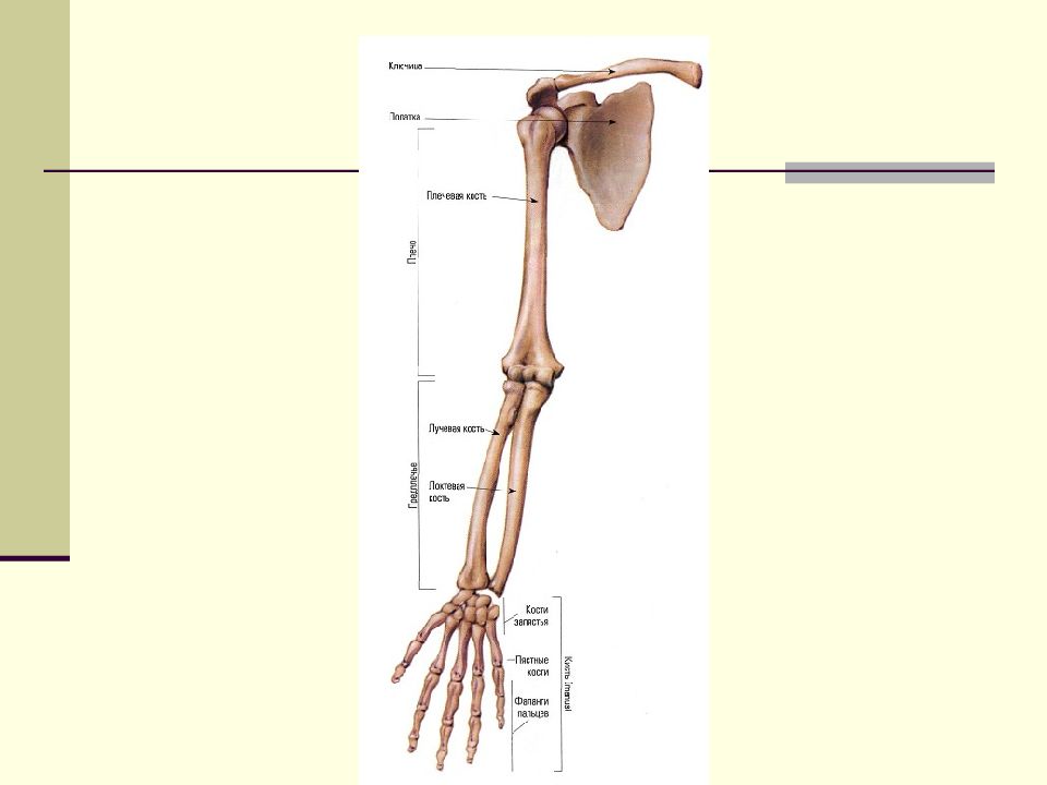 Анатомия кости верхней конечности. Скелет пояса верхних конечностей (плечевого пояса). Кости верхних конечностей человека анатомия. Скелет верхней конечности биология 8 класс. Пояс верхних конечностей. Кости верхней конечности..