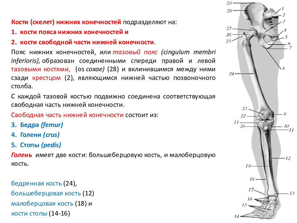 Таблица скелет верхних конечностей. Кости верхних и нижних конечностей. Скелет верхней конечности человека таблица. Возрастные особенности скелета верхних конечностей. Возрастные особенности скелета нижних конечностей.