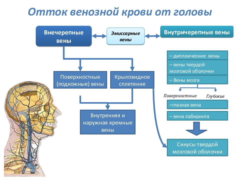 Внечерепных отделов бца. Эмиссарные вены анатомия. Эмиссарные вены головы. Диплоические и эмиссарные вены головы.