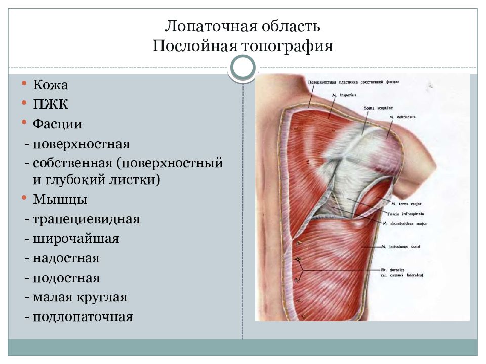 Топографическая анатомия верхней конечности презентация