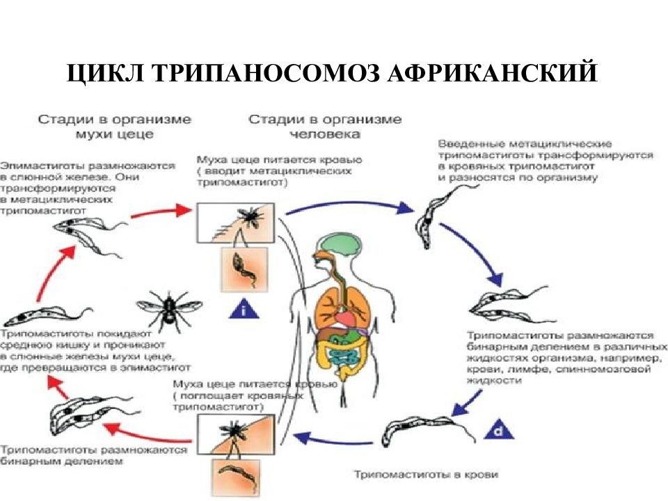 Презентация на тему трипаносомоз