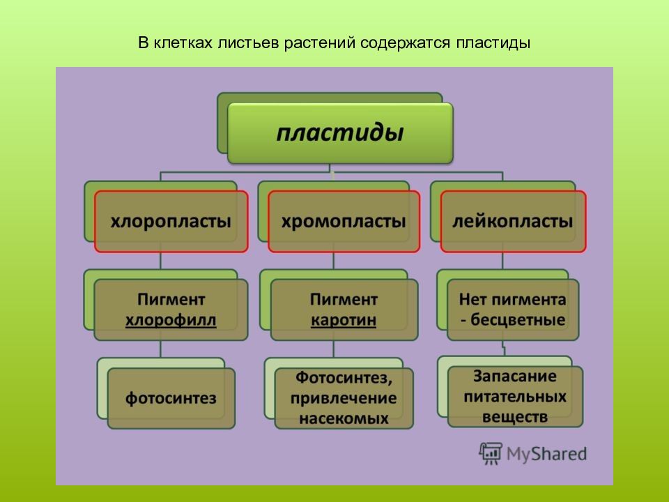 Пигменты растений презентация