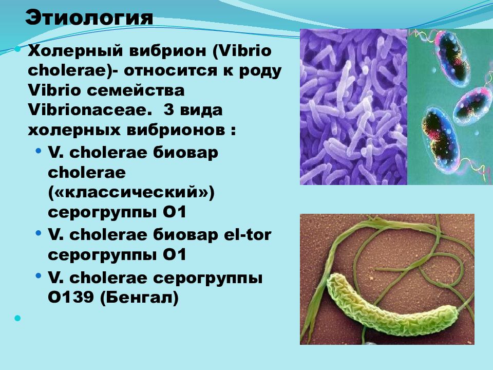 Холерный вибрион презентация