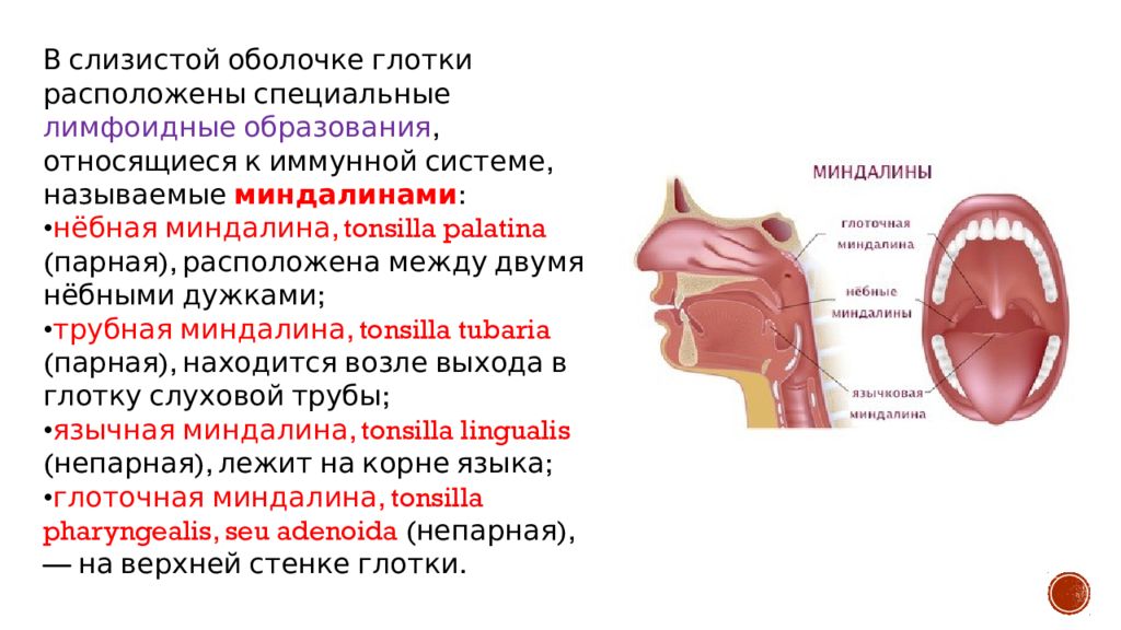 язычная миндалина анатомия. язычная миндалина функции. миндалины глоточного кольца анатомия. язычная миндалина расположена. язычная миндалина строение.