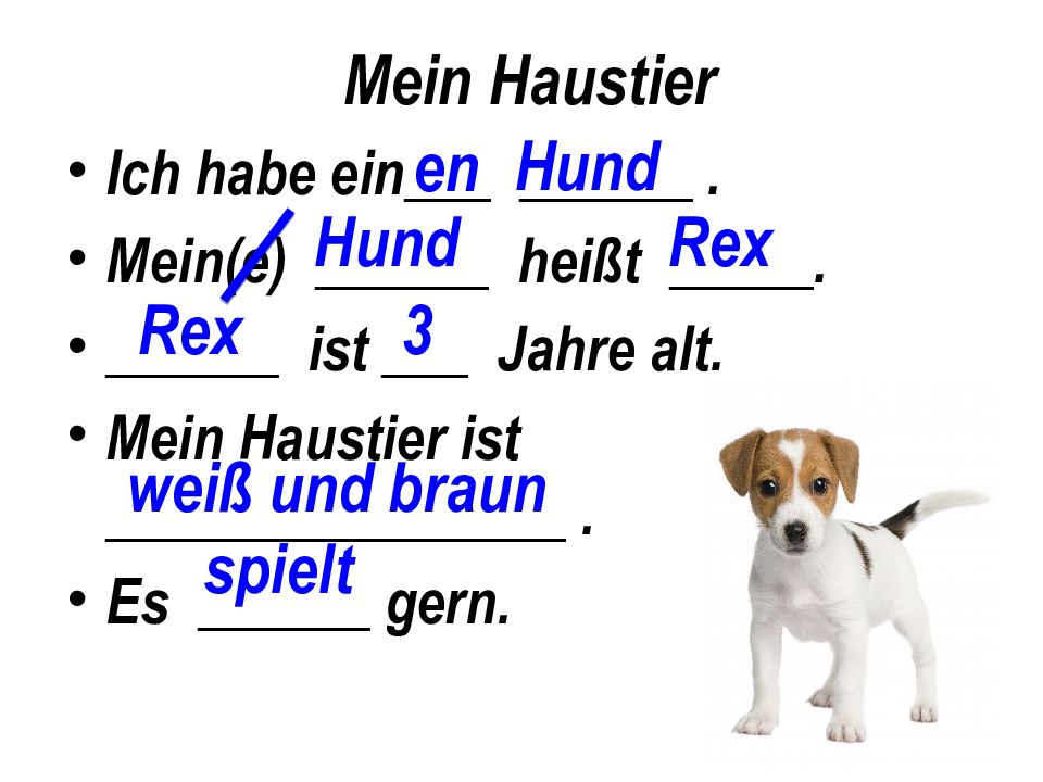 Alt er ist. Животные на немецком языке. Животные на немецком языке 5 класс. Проект по немецкому языку 5 класс животные. Haustiere презентация.