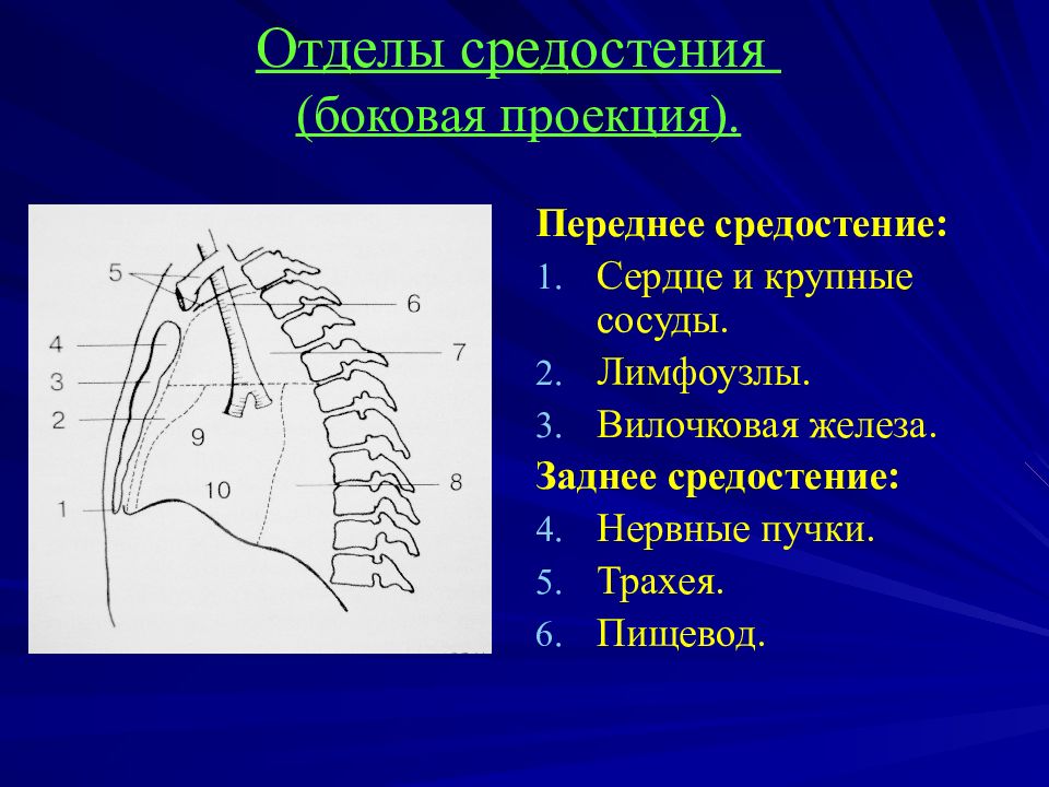 Лучевая диагностика средостения презентация