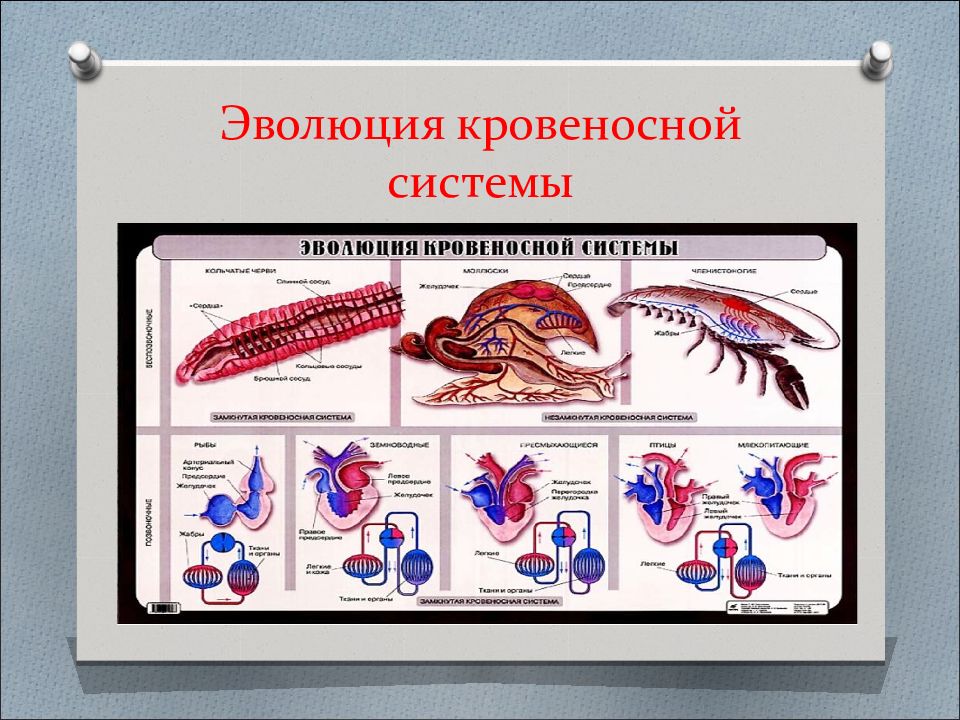 Эволюция систем органов животных презентация