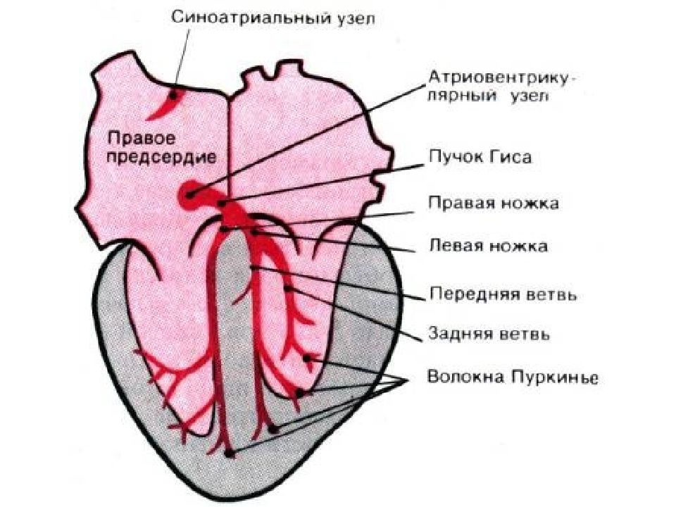 Строение сердца ножки Гиса. Сердце анатомия пучок Гиса. Проводящая система сердца пучок Гиса. Строение сердца пучок Гиса.