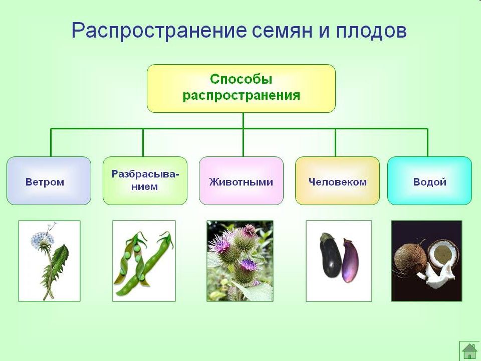 Схемы растений в биологии