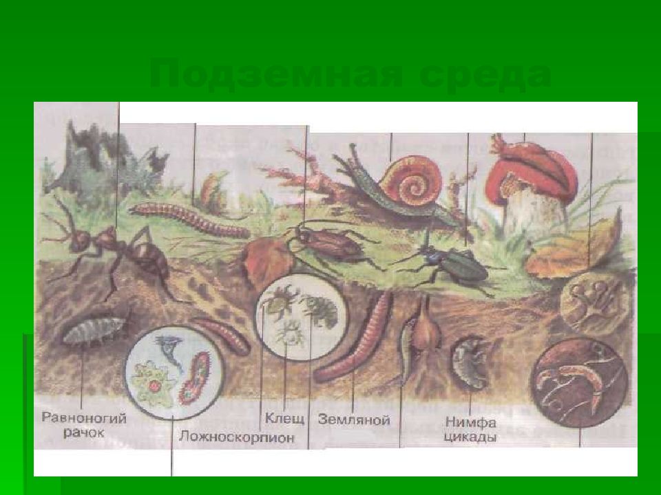 Среда обитания наука. Подземная среда обитания. Подземные организмы. Жизнь подземной среды. Почвенная среда обитания рисунок.