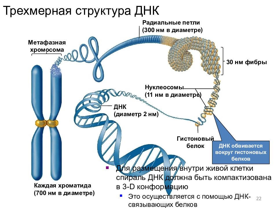 День днк презентация