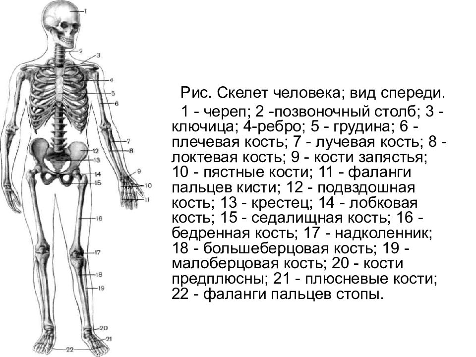 Показать на рисунке переднюю. Скелет человека вид сзади с названием костей. Биология 8 класс скелет вид спереди. Строение костей человека спереди. 7. Описать скелет человека. Вид спереди..