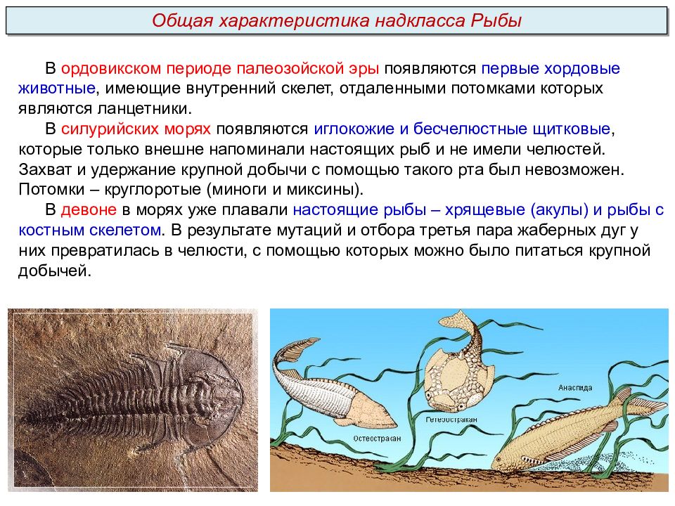 Появляются в период. Общая характеристика надкласса рыбы. Палеозойская Эра ордовикский период. Появление бесчелюстных позвоночных период. Ордовикский период позвоночные.