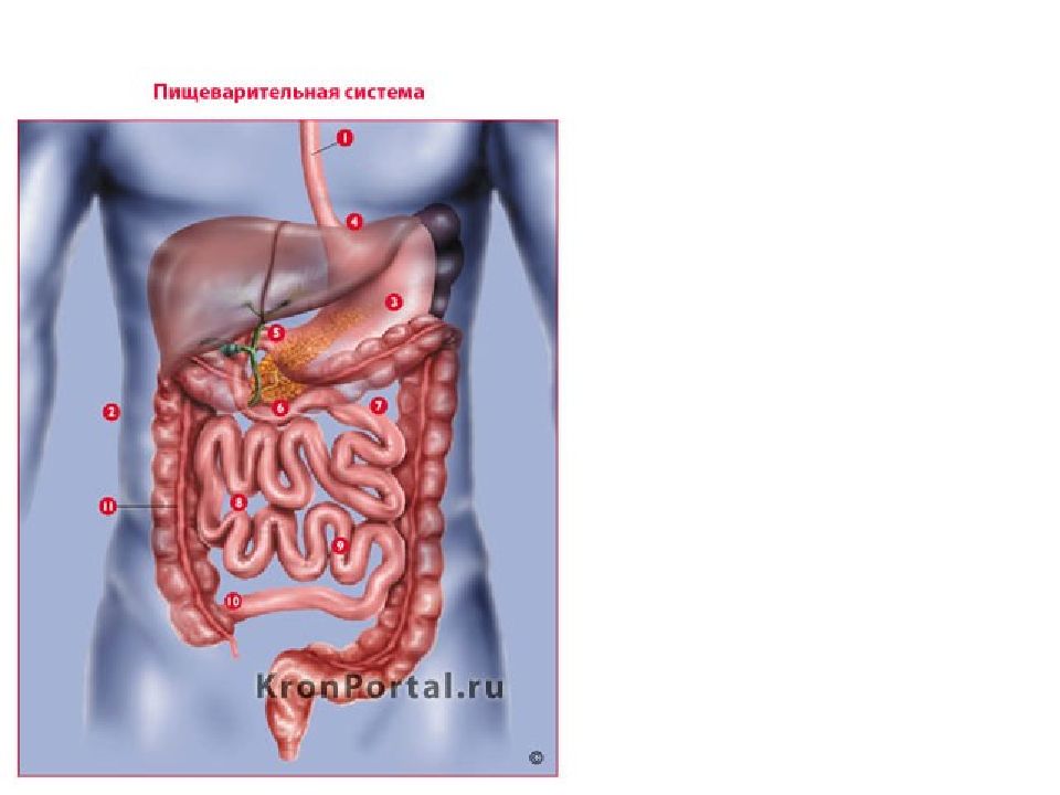 Кишечник это пищеварительная система. Пищеварительная система фото. Карманы пищеварительной системы.