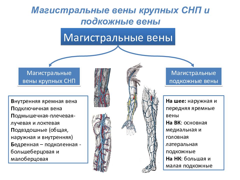 Венозные анастомозы рисунок